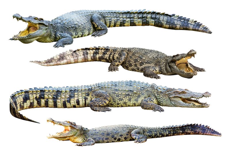 Alligators and Crocodiles