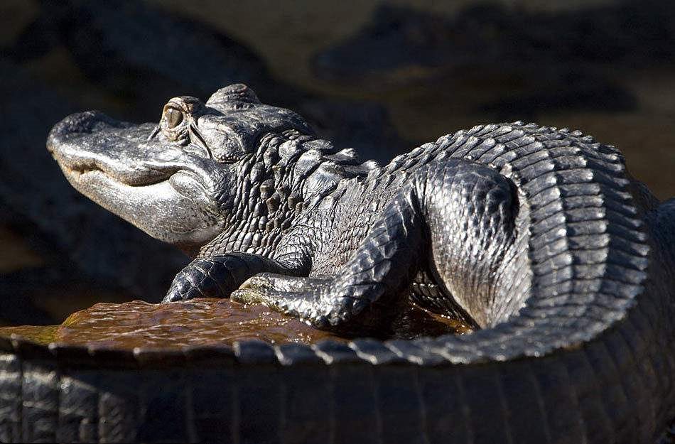 American Alligator