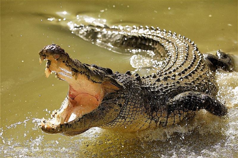 Saltwater crocodile