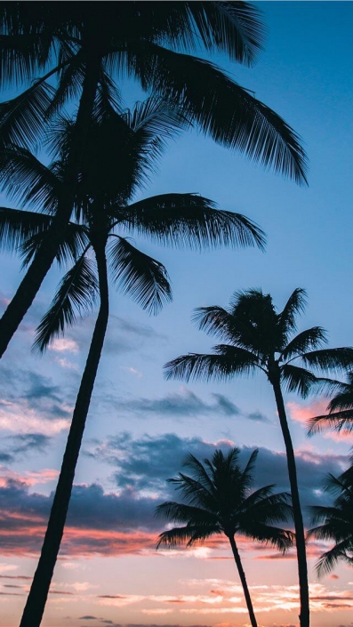 Palm Trees-iPhone Wallpaper